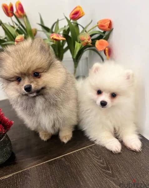 Pomera,nian puppy’s for sale. WhatsApp me +14847189164‬ 0