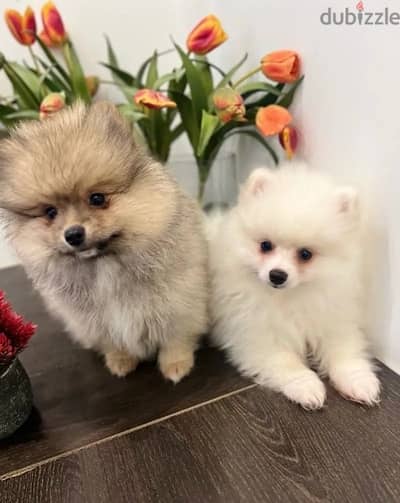 Pomer,anian puppy’s for sale. WhatsApp me +14847189164‬