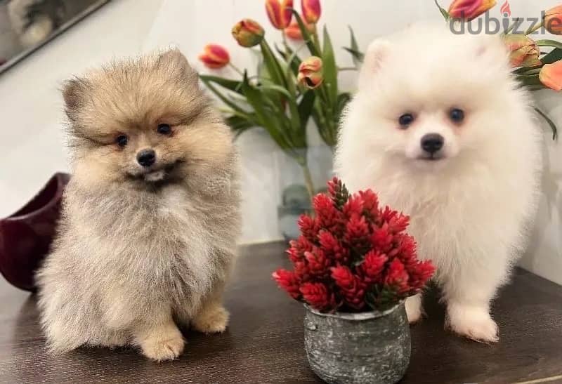 Pomer,anian puppy’s for sale. WhatsApp me +14847189164‬ 1