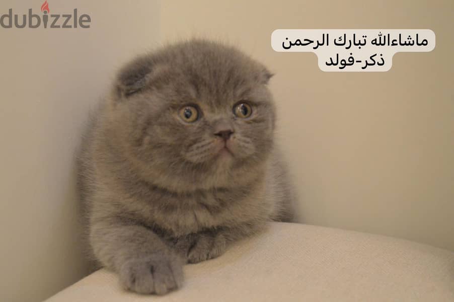 Scottish fold kitten 0