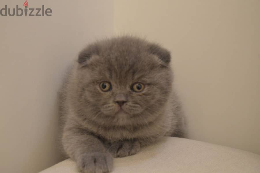 Scottish fold kitten 1