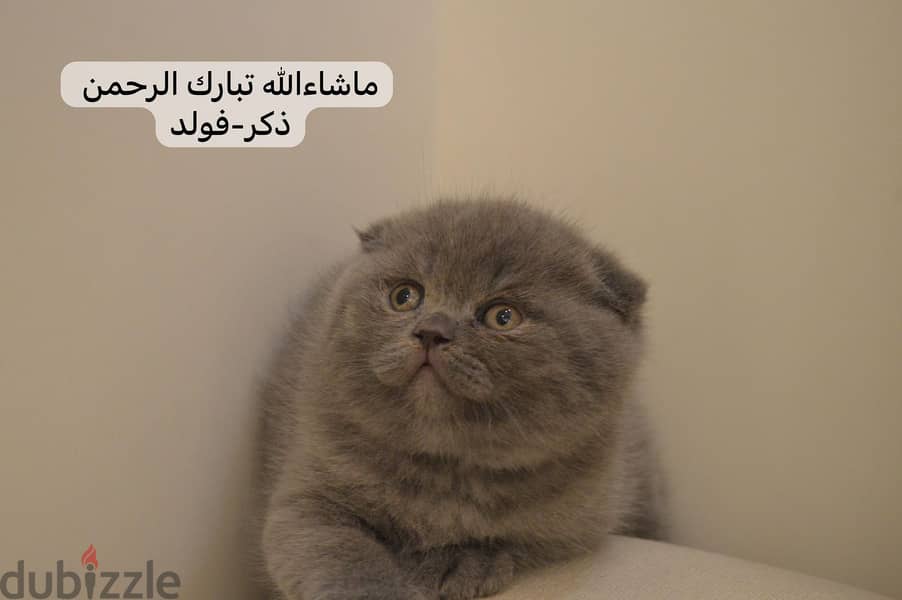 Scottish fold kitten 2