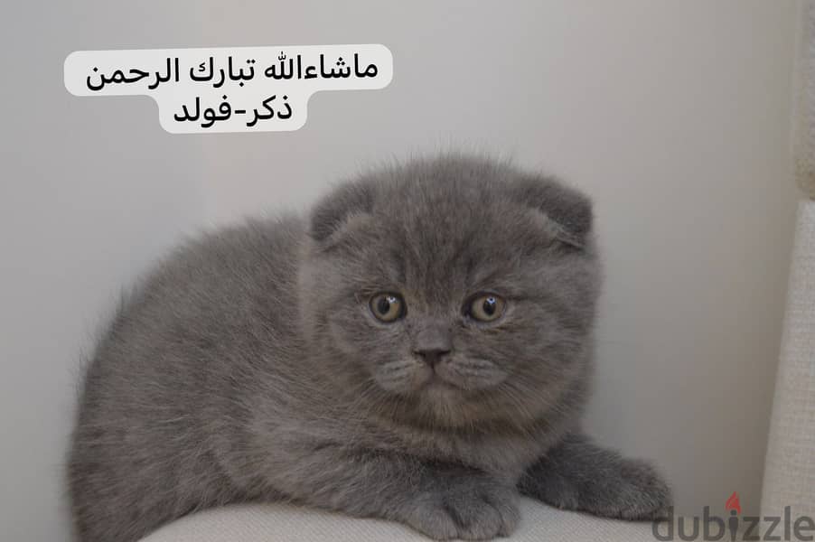 Scottish fold kitten 3