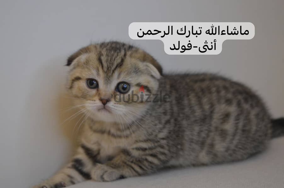 Scottish fold kitten 0