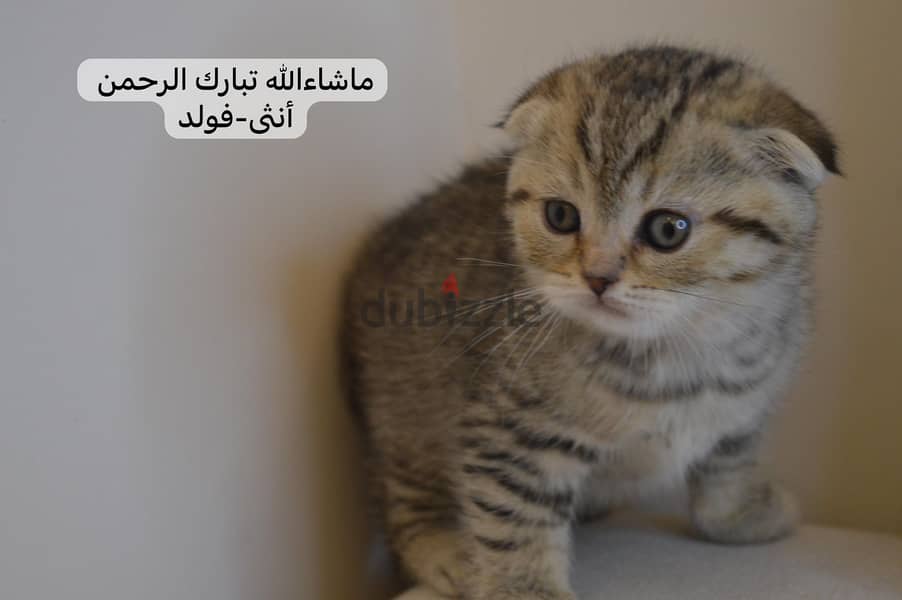 Scottish fold kitten 1