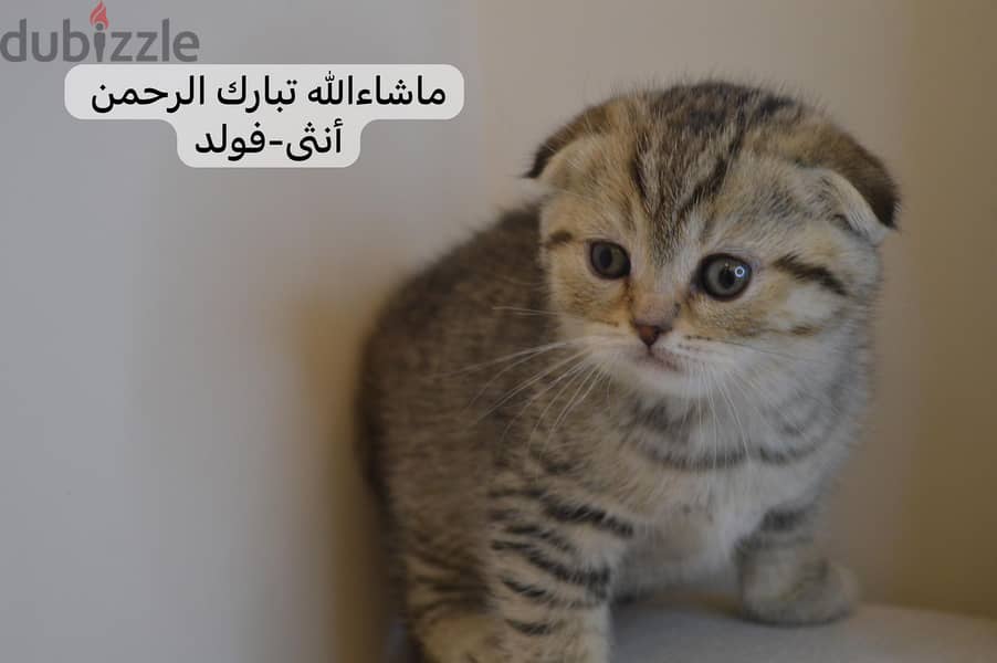 Scottish fold kitten 2