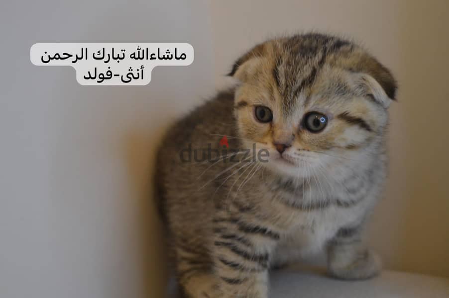 Scottish fold kitten 4