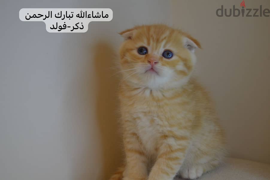 Scottishfold kitten 0