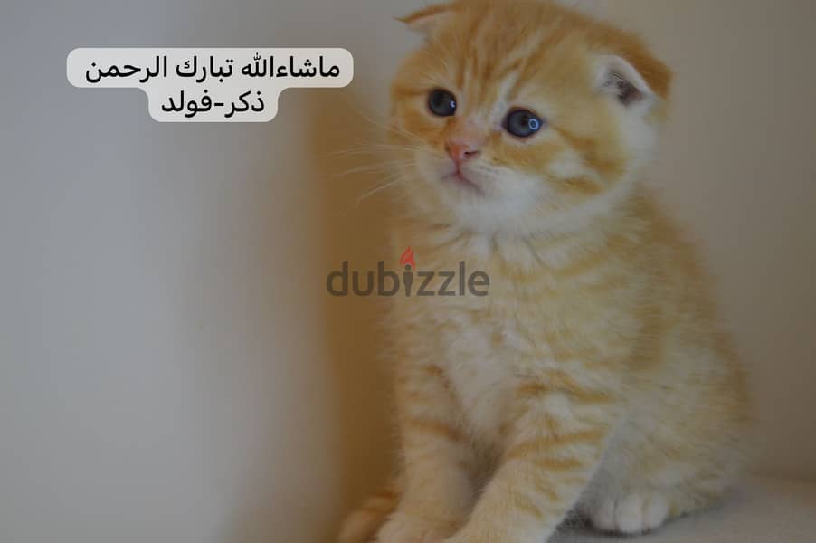 Scottishfold kitten 1