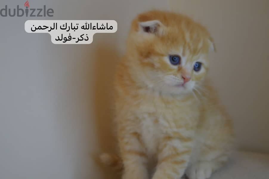 Scottishfold kitten 3