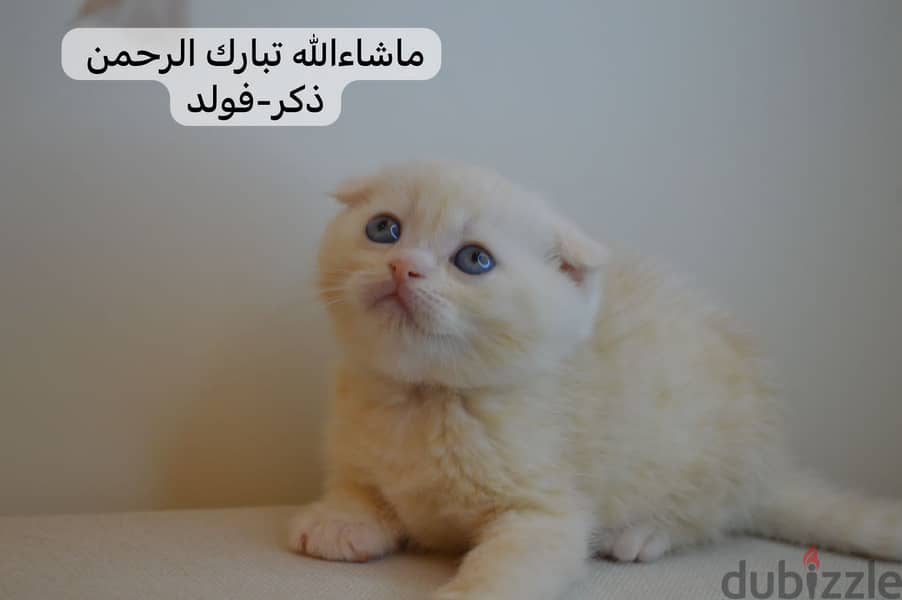 Scottish fold kitten 0