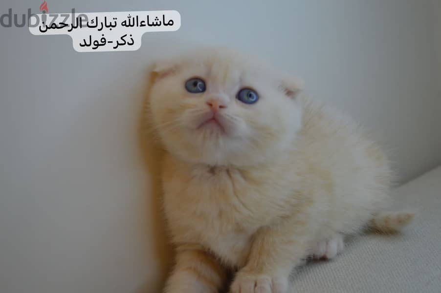 Scottish fold kitten 1