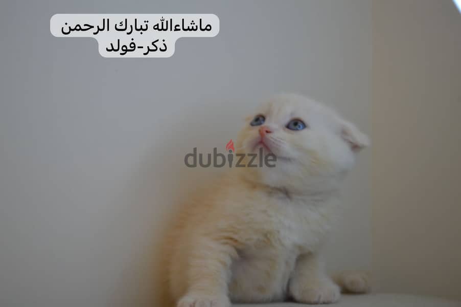 Scottish fold kitten 2