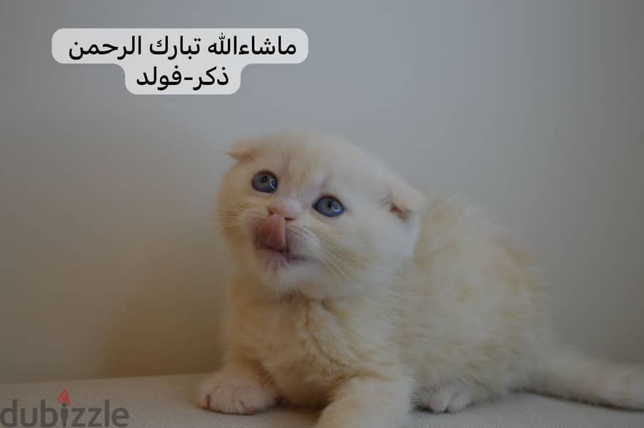 Scottish fold kitten 3