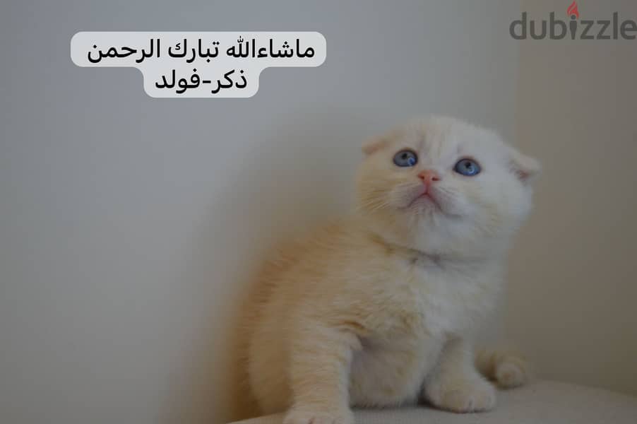 Scottish fold kitten 4