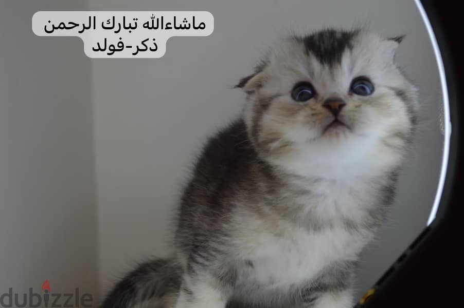 Scottish fold kitten 0