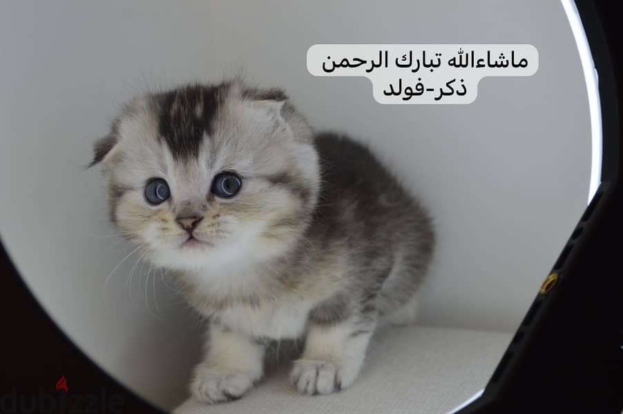 Scottish fold kitten 1