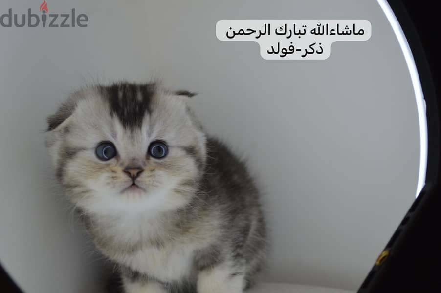 Scottish fold kitten 2