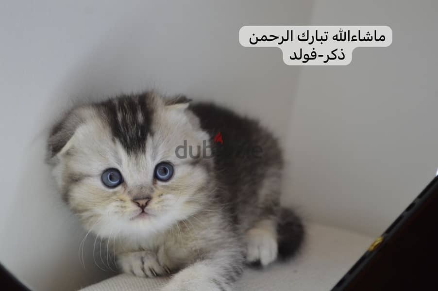 Scottish fold kitten 3