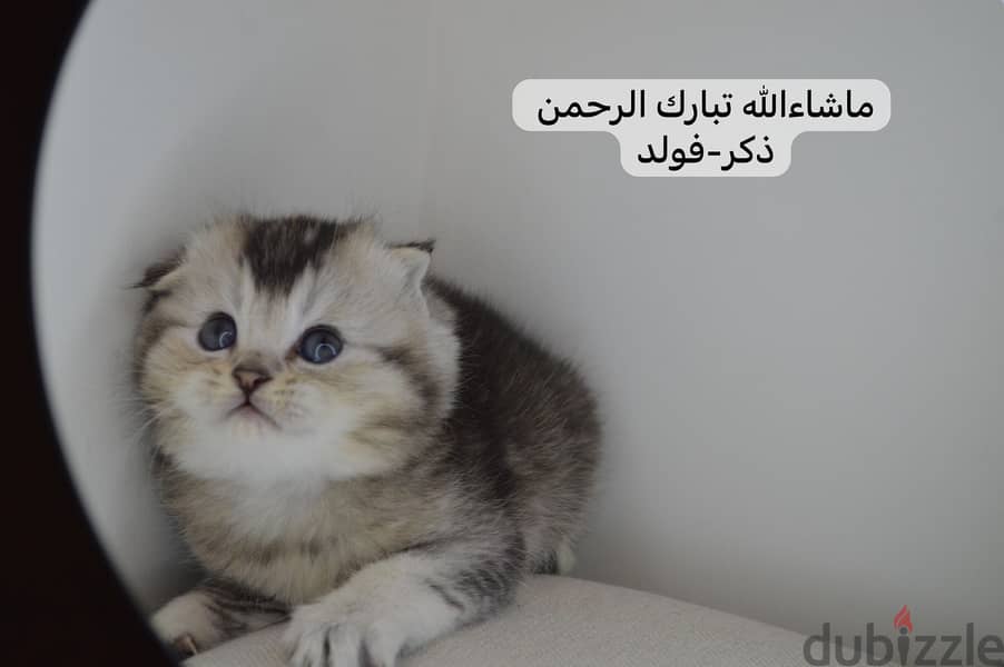 Scottish fold kitten 4