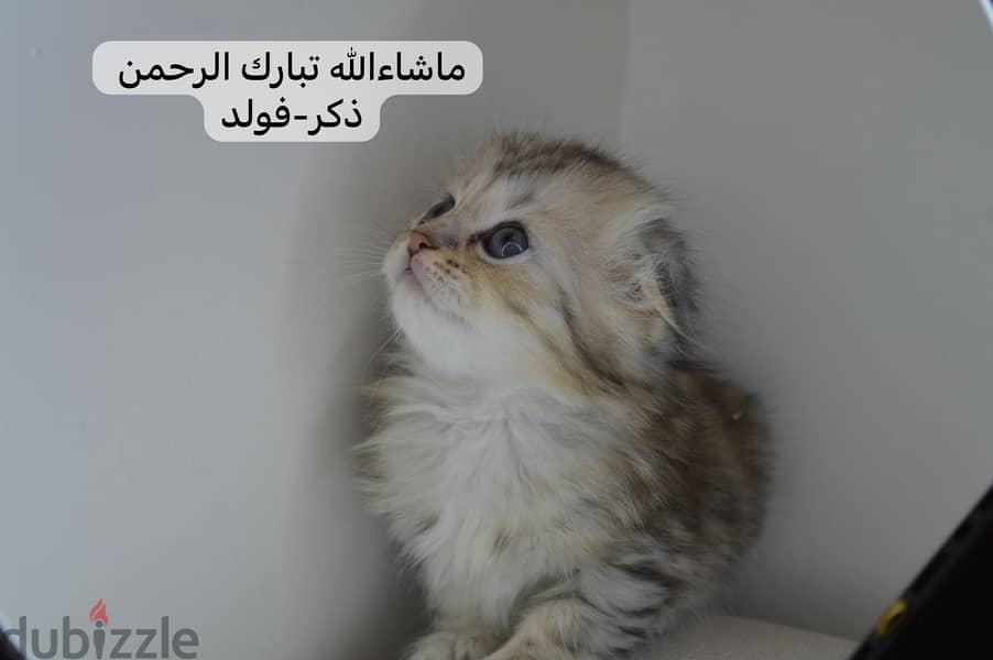 Scottish fold kitten 0