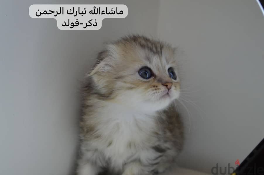 Scottish fold kitten 1