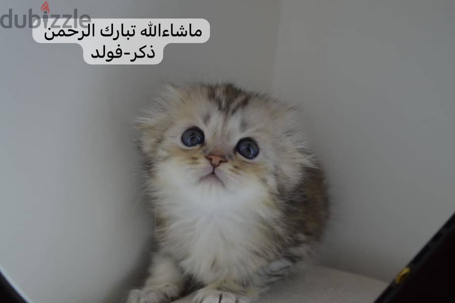 Scottish fold kitten 3