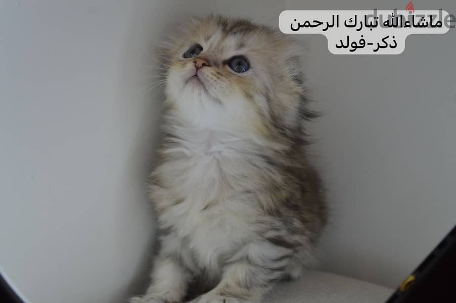 Scottish fold kitten 4