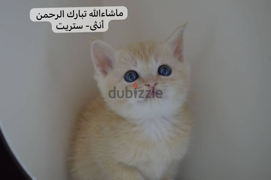 British shorthair kitten 1