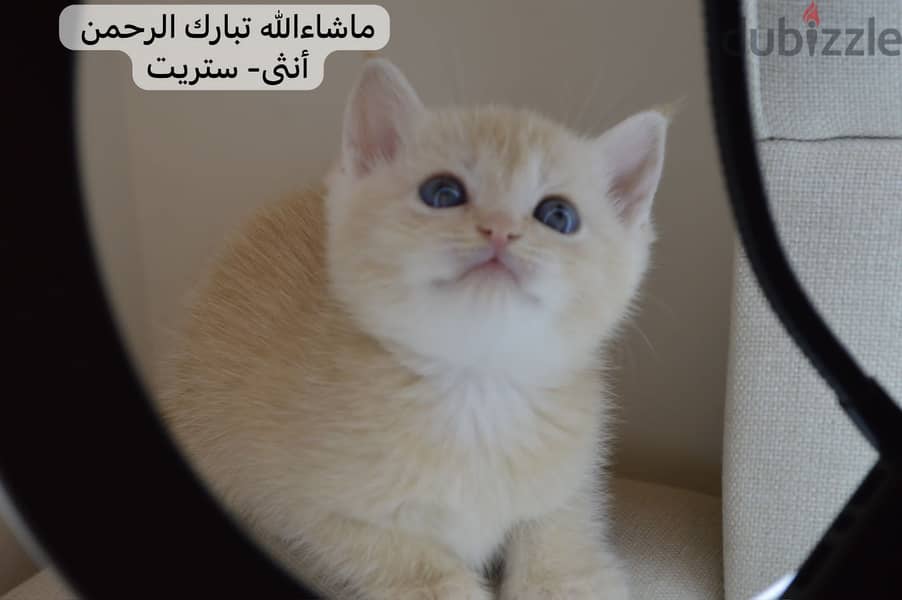 Britidh shorthair kitten 0