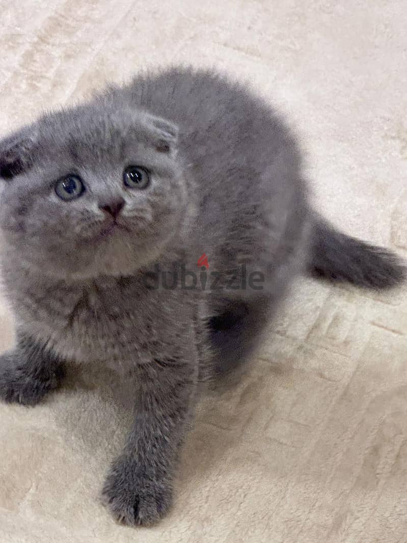 Scottish fold kitten 0