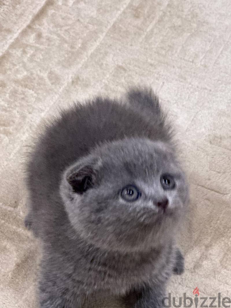 Scottish fold kitten 1