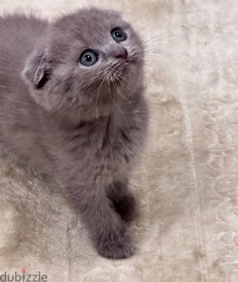 Scottish fold kitten 2