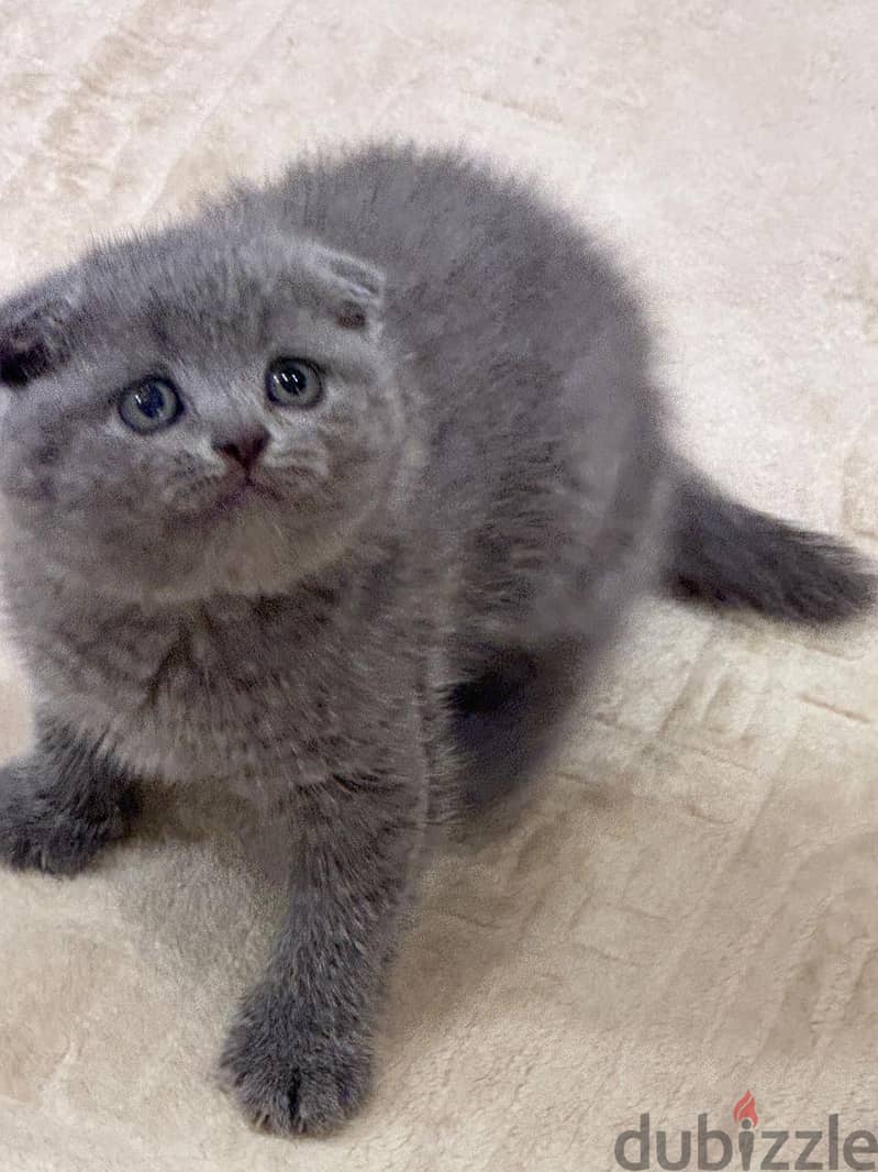 Scottish fold kitten 5