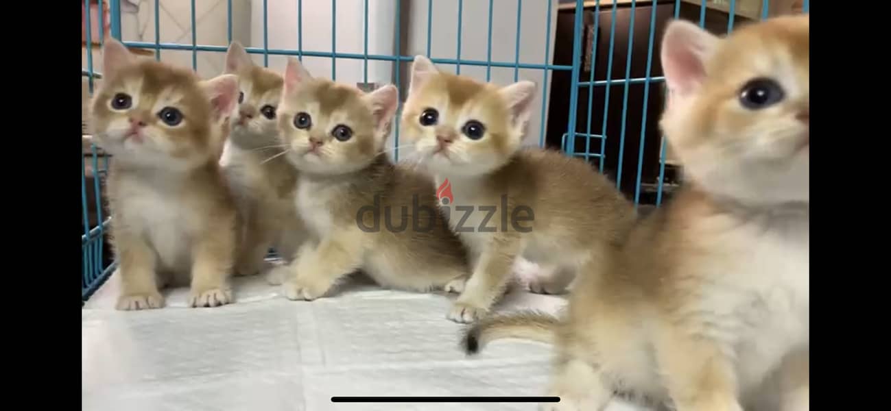 British shorthair kitten 0