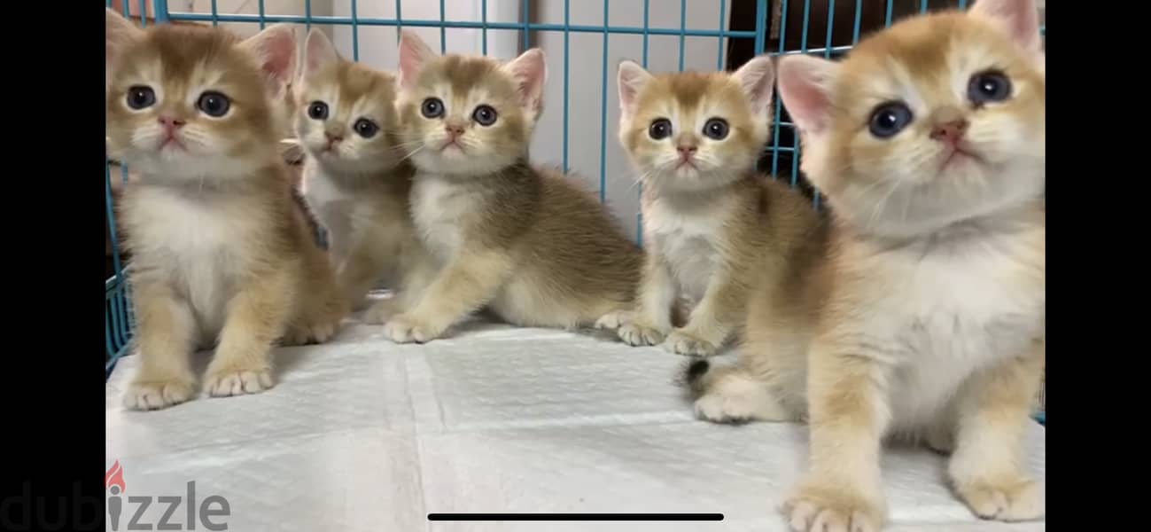 British shorthair kitten 1