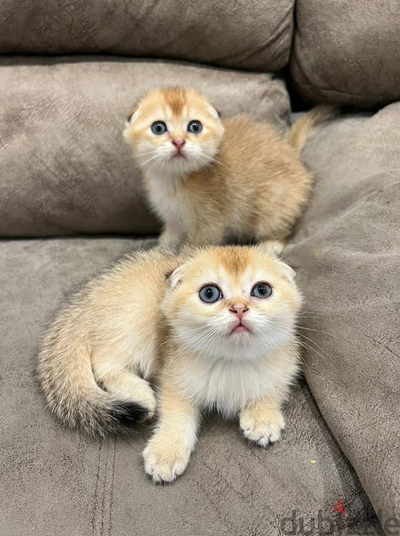 Scottish fold kitten 0