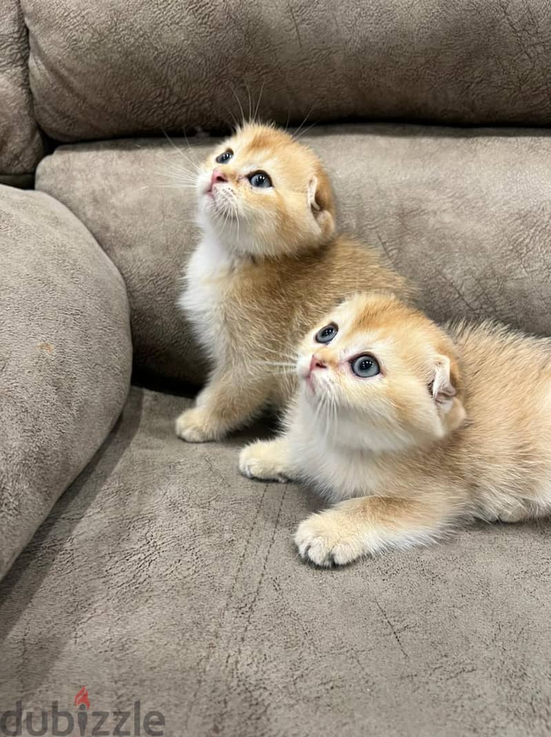 Scottish fold kitten 3