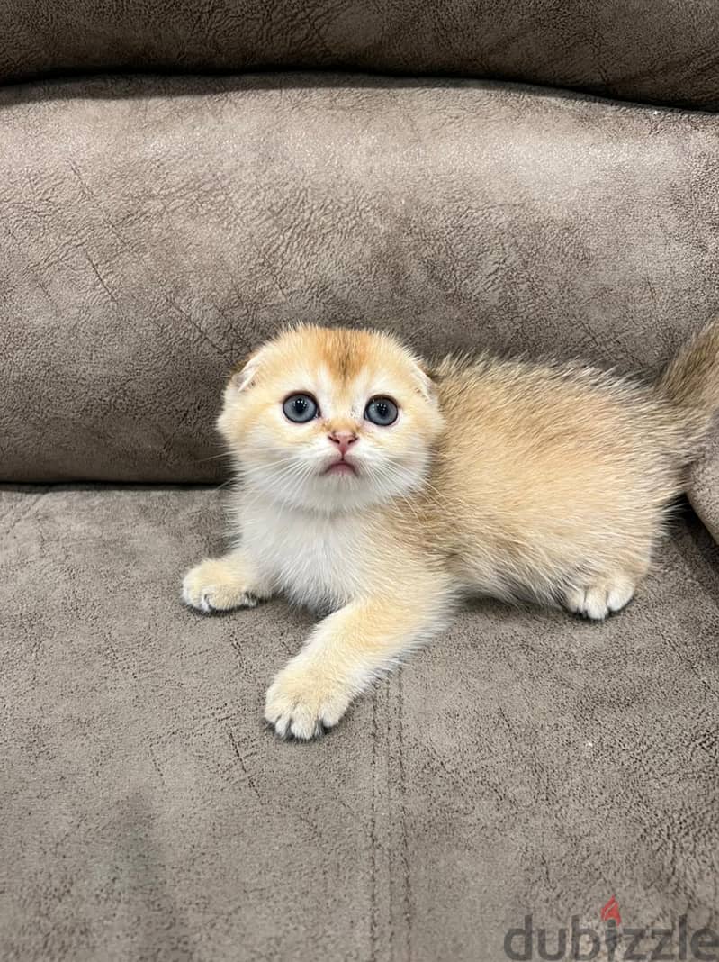 Scottish fold kitten 7