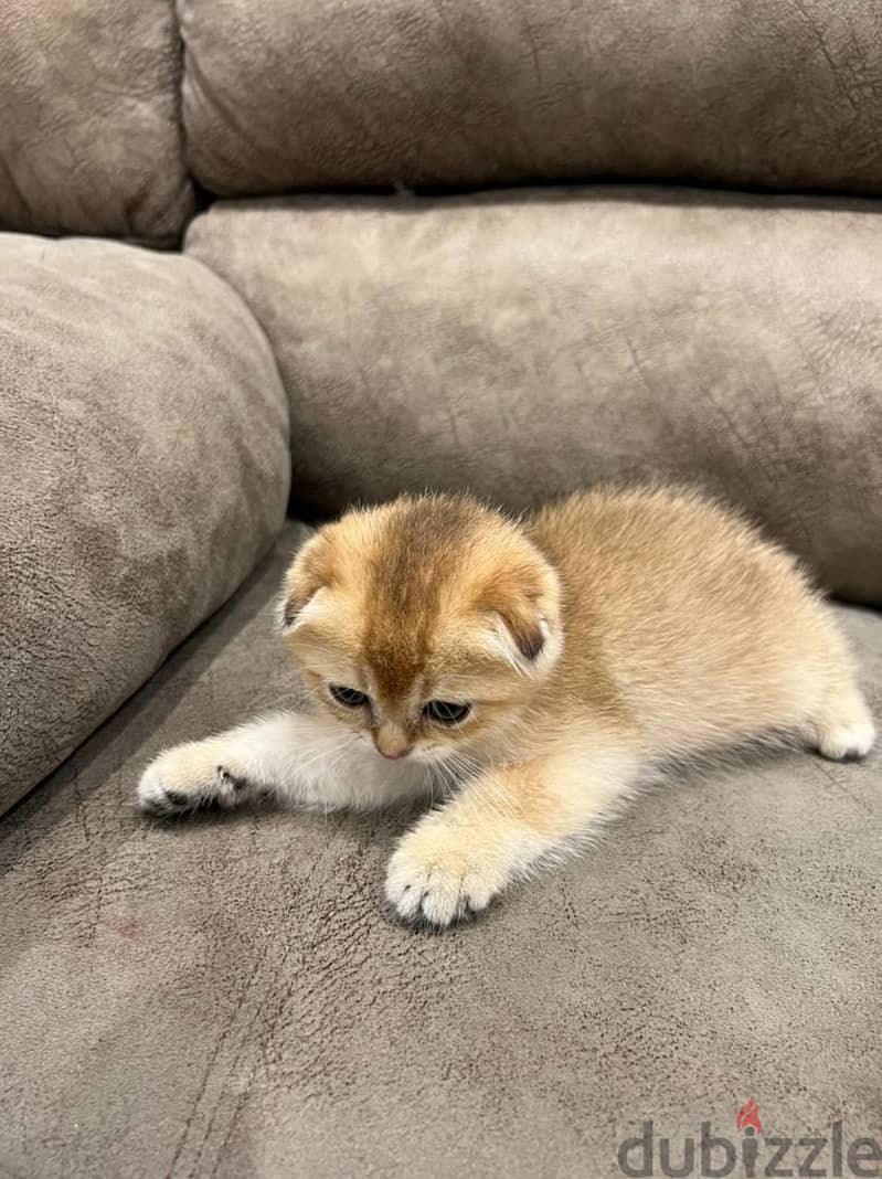 Scottish fold kitten 9