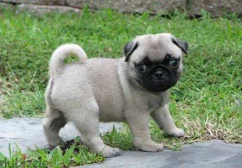 Whatsapp Me +966583921348 Pug Puppies 0