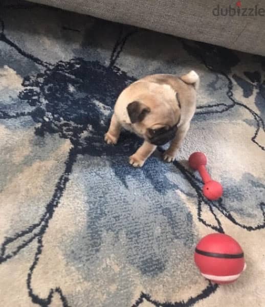 Male Pug puppy for sale 0