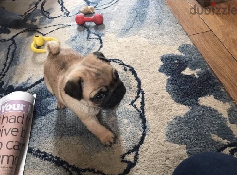 Male Pug puppy for sale 1