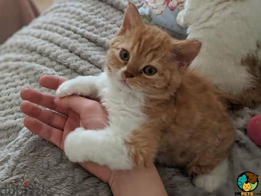 Selkirk rex hot sale for sale