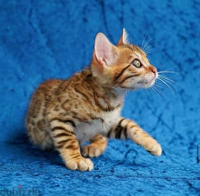 Bengal