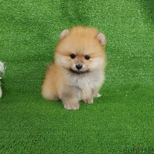 Cream male Pom for sale . . WHATSAPP :‪ +1 (484),718‑9164‬ 0