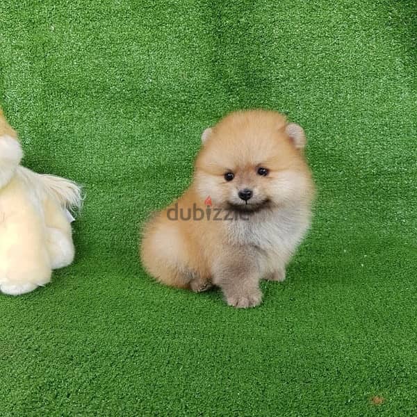 Cream male Pom for sale . . WHATSAPP :‪ +1 (484),718‑9164‬ 1