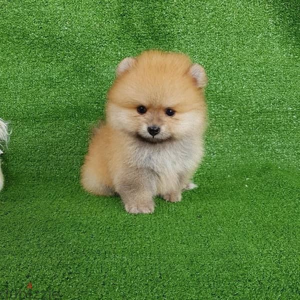 Cream male Pom for sale . . WHATSAPP :‪ +1 (484),718‑9164‬ 1