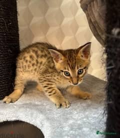 Savannah cat sale olx