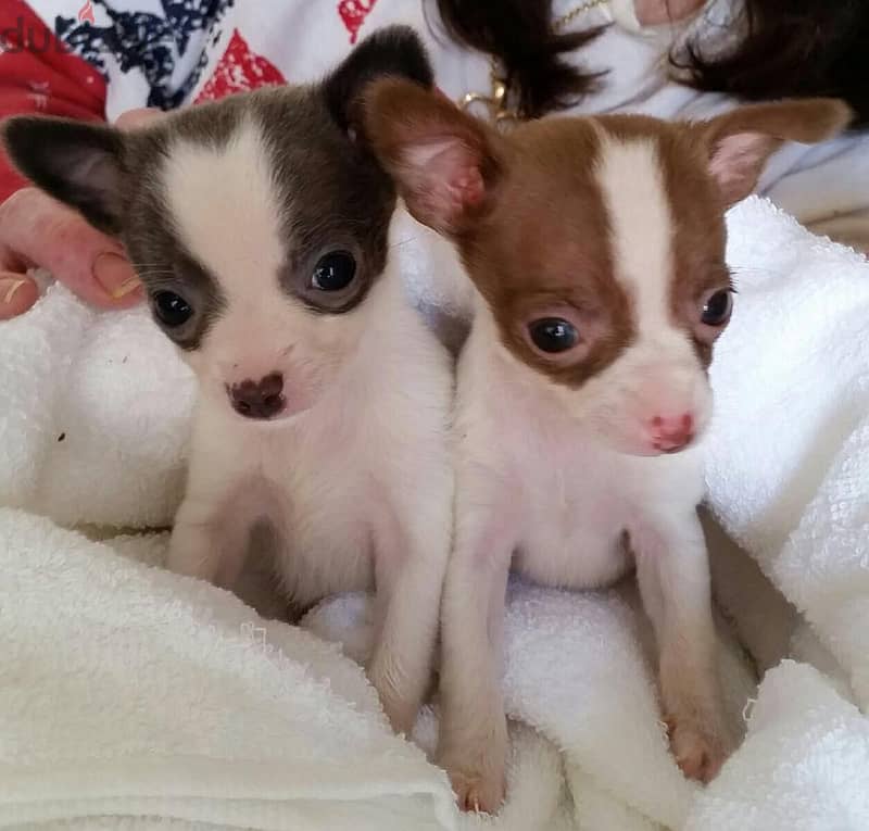 Whatsapp Me +966588993320 Chihuahua Puppies 1